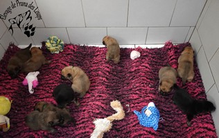 chiot eurasier